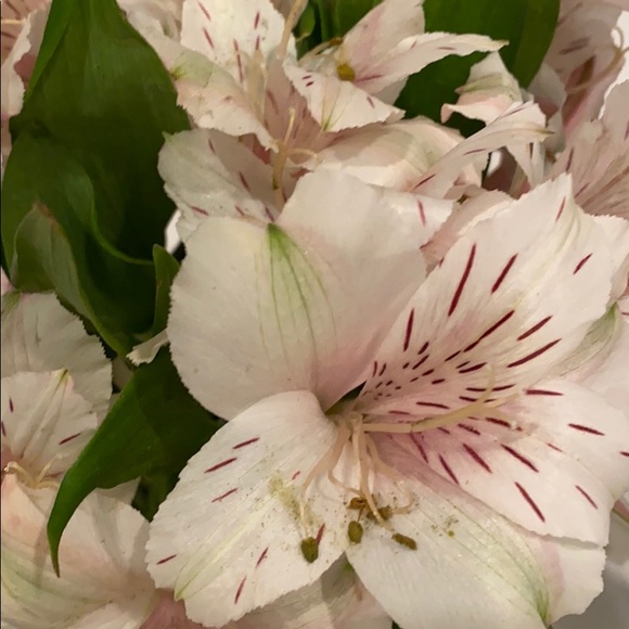 Meet your Posher, Claudia - Picture 1 of 1